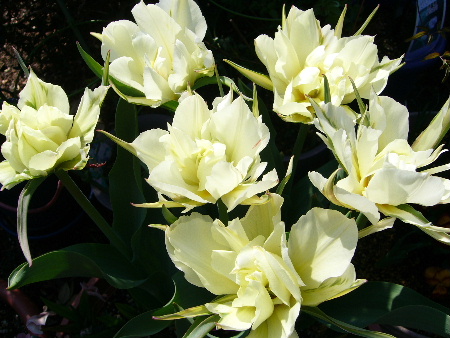 tulip0330.JPG