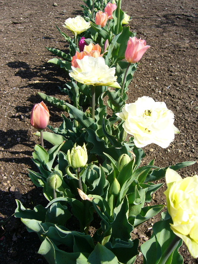 tulip0333.JPG