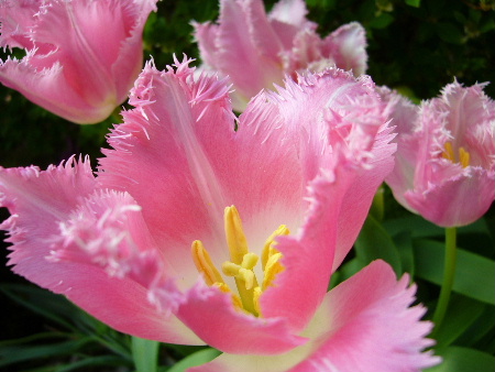 tulip0451.JPG