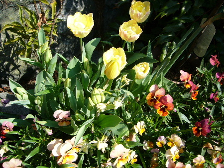 tulip0479.JPG